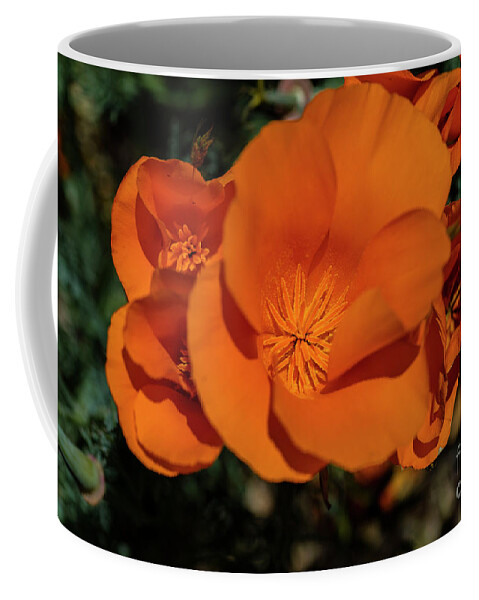 Photography Coffee Mug featuring the photograph Los Padres 2 by Daniel Knighton