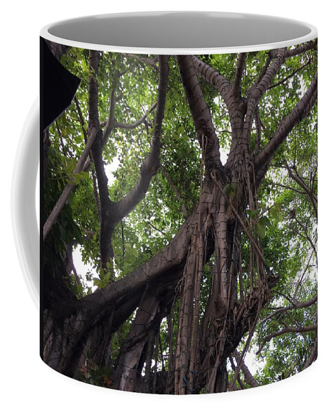 Tree Coffee Mug featuring the photograph Lost in the Branches by Val Oconnor