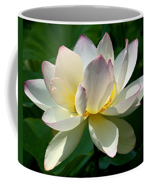 Nature Coffee Mug featuring the photograph Lotus Beauty--Disheveled DL061 by Gerry Gantt