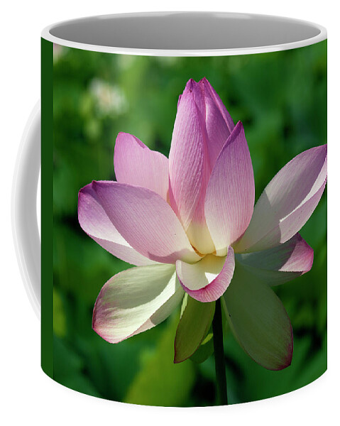 Lotus Coffee Mug featuring the photograph Lotus Bud--Getting the Hang of It iv DL0096 by Gerry Gantt