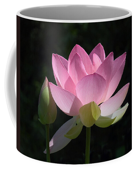 : Coffee Mug featuring the photograph Lotus Bud--Snuggle Bud DL005 by Gerry Gantt