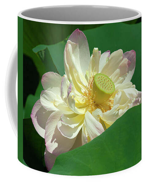 Lotus Coffee Mug featuring the photograph Lotus--Doubled-Up iii DL0103 by Gerry Gantt