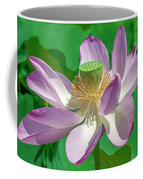 Lotus Coffee Mug featuring the photograph Lotus--Fading ii DL0080 by Gerry Gantt