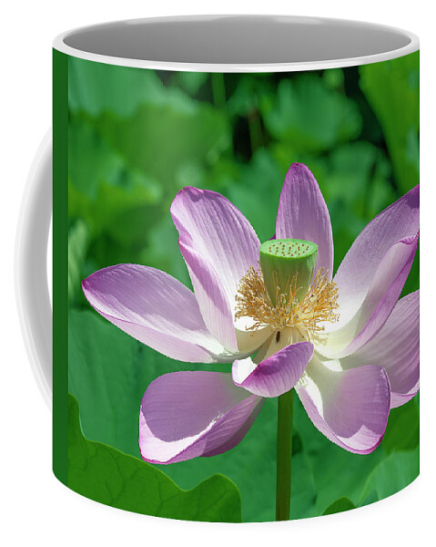 Lotus Coffee Mug featuring the photograph Lotus--Fading iii DL0081 by Gerry Gantt