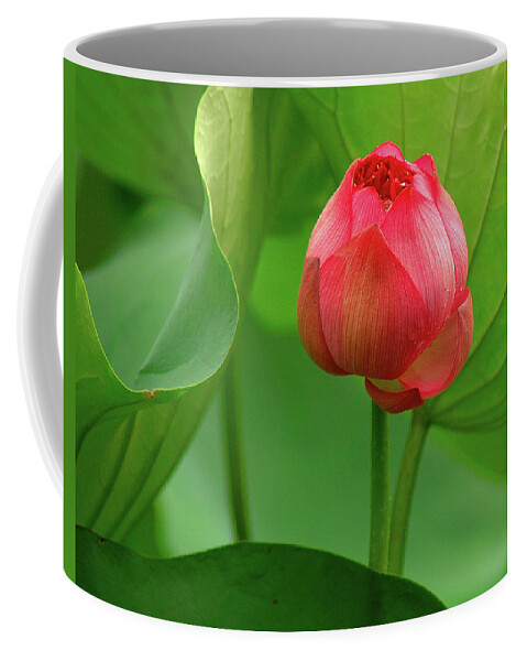 Lotus Coffee Mug featuring the photograph Lotus Flower 2 by Harry Spitz