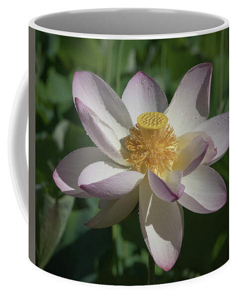Lotus Coffee Mug featuring the photograph Lotus Flower in Bloom by Jack Nevitt