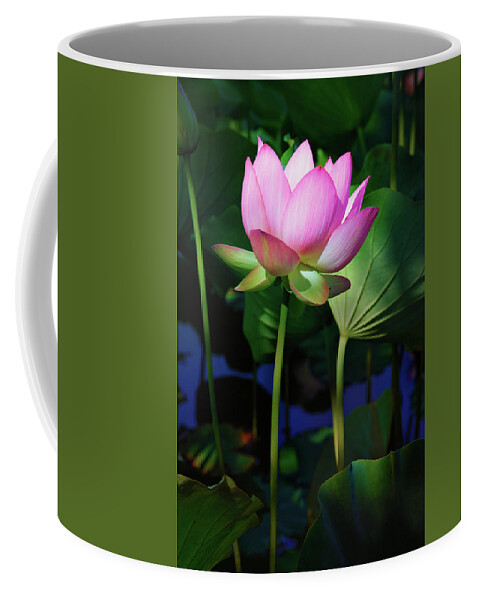 Lotus Bloom Coffee Mug featuring the photograph Lotus Flower by Ram Vasudev