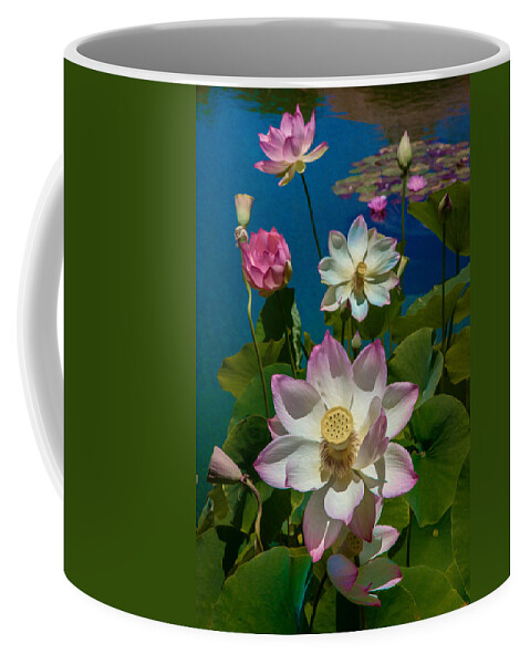 Lotus Coffee Mug featuring the photograph Lotus Pool by Chris Lord