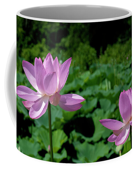 Lotus Coffee Mug featuring the photograph Lotus--Sisters ii DL0083 by Gerry Gantt