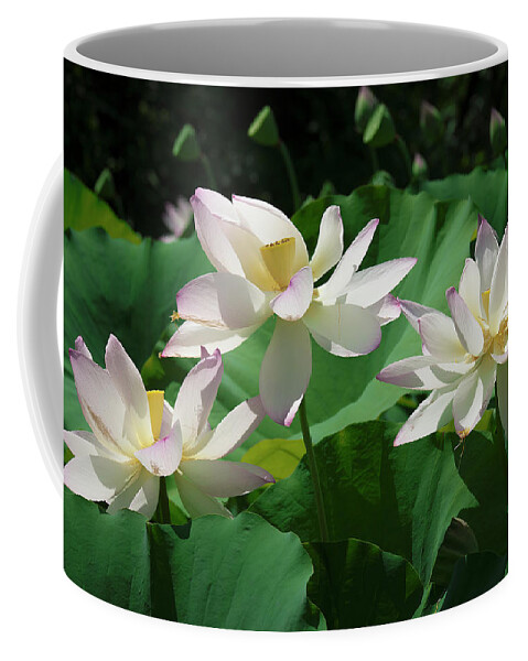 Lotus Coffee Mug featuring the photograph Lotus--Sisters iv DL0085 by Gerry Gantt