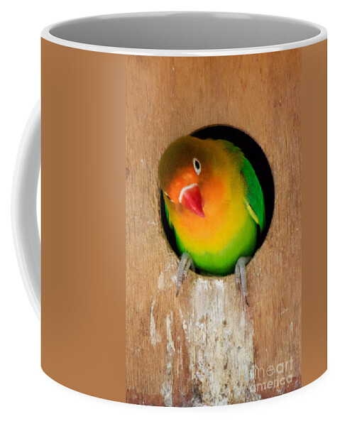Photography Coffee Mug featuring the photograph Love Bird by Sean Griffin