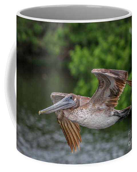 Pelican Coffee Mug featuring the photograph Low Pass Pelican #1 by Tom Claud