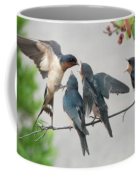 Barn Swallow Coffee Mug featuring the photograph Lunch Time by Jack Nevitt