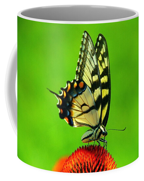 Coffee Mug featuring the photograph Lunchtime by Byron Varvarigos
