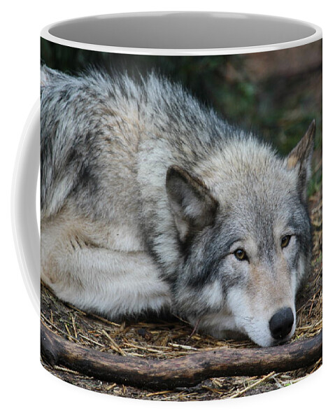 Wolf Coffee Mug featuring the photograph Lying in Wait by Laddie Halupa