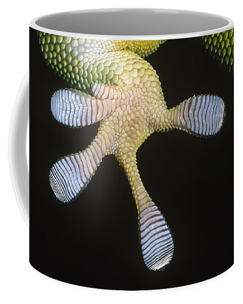 Fn Coffee Mug featuring the photograph Madagascar Day Gecko Phelsuma by Ingo Arndt