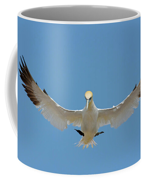 Northern Gannet Coffee Mug featuring the photograph Maestro by Tony Beck
