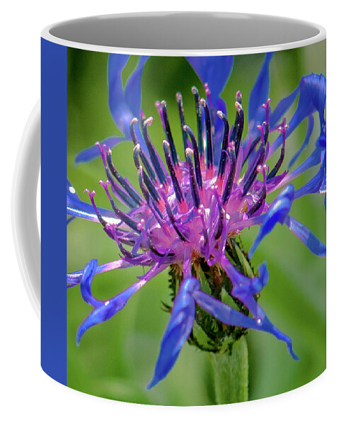 Flower Coffee Mug featuring the photograph Magenta-Blue Persuasion by Jim Moore