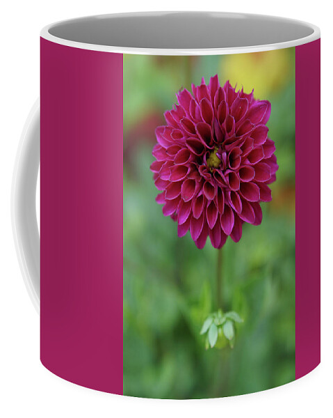 Flower Coffee Mug featuring the photograph Magenta Dahlia by Rebekah Zivicki