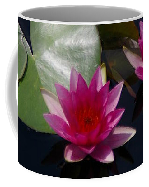 Magenta Coffee Mug featuring the photograph Magenta Lotus Waterlilies by Jackie Irwin