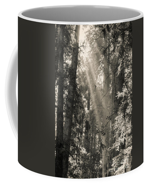 Trees Coffee Mug featuring the photograph Magical Forest by Ana V Ramirez