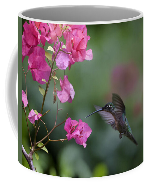 00429542 Coffee Mug featuring the photograph Magnificent Hummingbird Female Feeding by Tim Fitzharris
