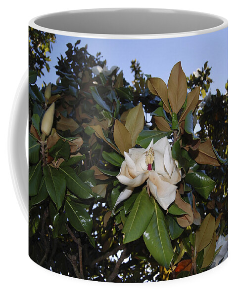 Magnolia Coffee Mug featuring the photograph Magnolia by Amber Flowers