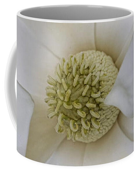 Magnolia Grandiflora Coffee Mug featuring the photograph Magnolia Blossom by Diane Macdonald