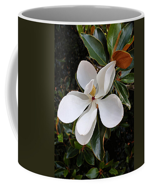 Magnolia Coffee Mug featuring the photograph Magnolia Blossom by Kristin Elmquist