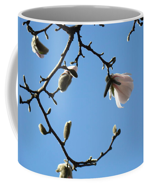 Magnolia Coffee Mug featuring the photograph Magnolia Flowers Budding Art Prints Spring Floral Baslee Troutman by Patti Baslee