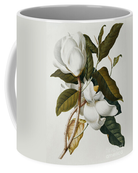 Magnolia Coffee Mug featuring the painting Magnolia by Georg Dionysius Ehret