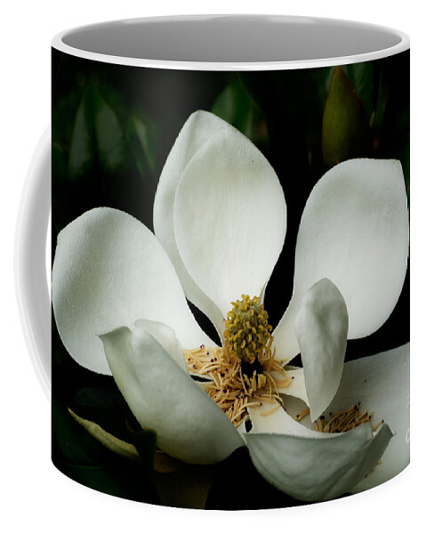 Magnolia Coffee Mug featuring the photograph Magnolia Time by Metaphor Photo
