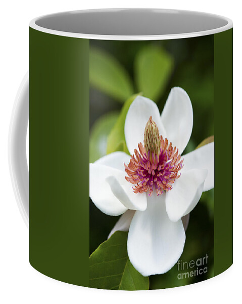 Magnolia Coffee Mug featuring the photograph Magnolia Wieseneri Flower by Tim Gainey