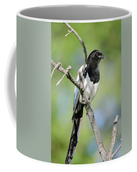 Eurasian Magpie Coffee Mug featuring the photograph Magpie by Crystal Wightman