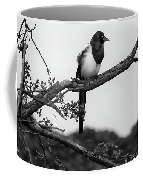 Magpie Coffee Mug featuring the photograph Magpie by Philip Openshaw