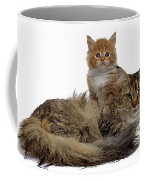 Cat Coffee Mug featuring the photograph Maine Coon Cat And Kitten by Jean-Michel Labat