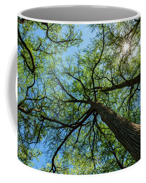 Austin Coffee Mug featuring the photograph Majestic Cypress Trees by Raul Rodriguez