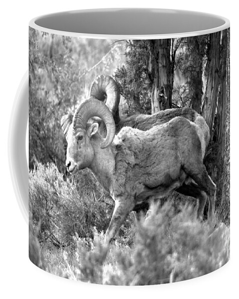 Bighorn Coffee Mug featuring the photograph Majestic In The Cliffs Of Lamar Valley Black And White by Adam Jewell