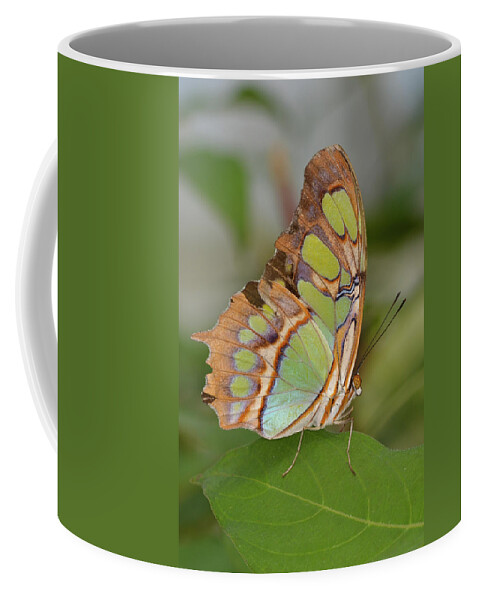 Butterfly Coffee Mug featuring the photograph Malachite Butterfly on a Leaf by Artful Imagery