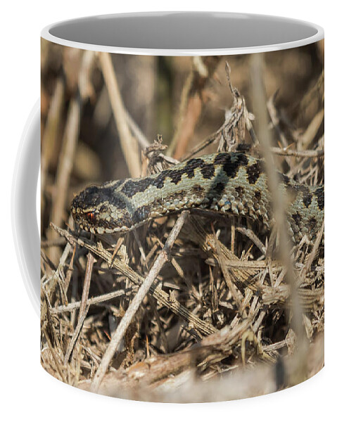 Adder Coffee Mug featuring the photograph Male Adder by Wendy Cooper