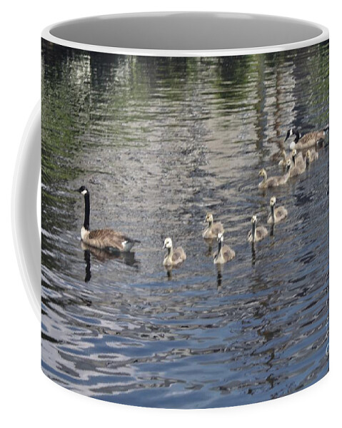 Male And Female Geese With Their Ducklings Coffee Mug featuring the photograph Male And Female Geese With Their Ducklings by John Telfer