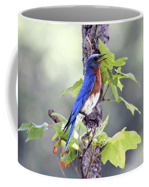 Bluebird Coffee Mug featuring the photograph Male Bluebird by Jackson Pearson