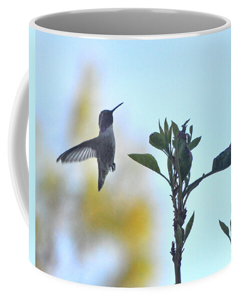 Animal Coffee Mug featuring the photograph Male Costa's Hummingbird Checking The Avocado Tree by Jay Milo