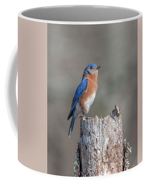 Nature Coffee Mug featuring the photograph Male Eastern Bluebird Singing DSB0287 by Gerry Gantt
