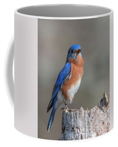 Nature Coffee Mug featuring the photograph Male Eastern Bluebird Singing DSB0288 by Gerry Gantt