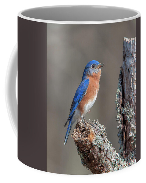Nature Coffee Mug featuring the photograph Male Eastern Bluebird Singing DSB0290 by Gerry Gantt