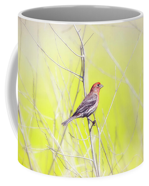 Finch Coffee Mug featuring the photograph Male Finch on Bare Branch by Susan Gary