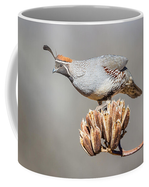 Bird Coffee Mug featuring the photograph Male Gambel's Quail on Yucca Pods by Fred J Lord