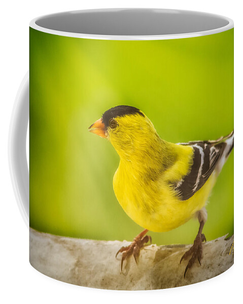 Animals Coffee Mug featuring the photograph Male Goldfinch by Rikk Flohr