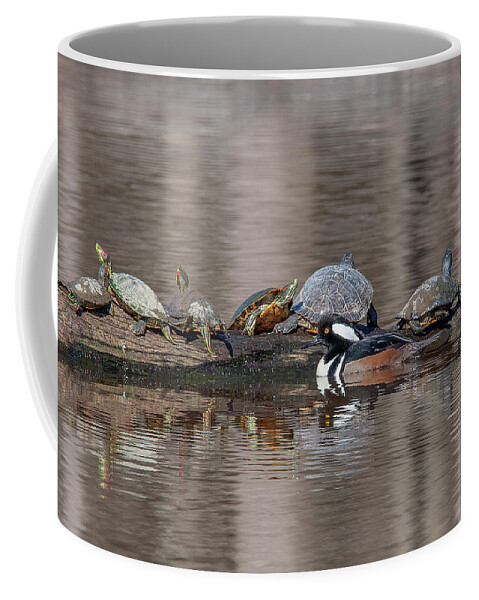Nature Coffee Mug featuring the photograph Male Hooded Merganser and Basking Red-eared Sliders DWF0163 by Gerry Gantt